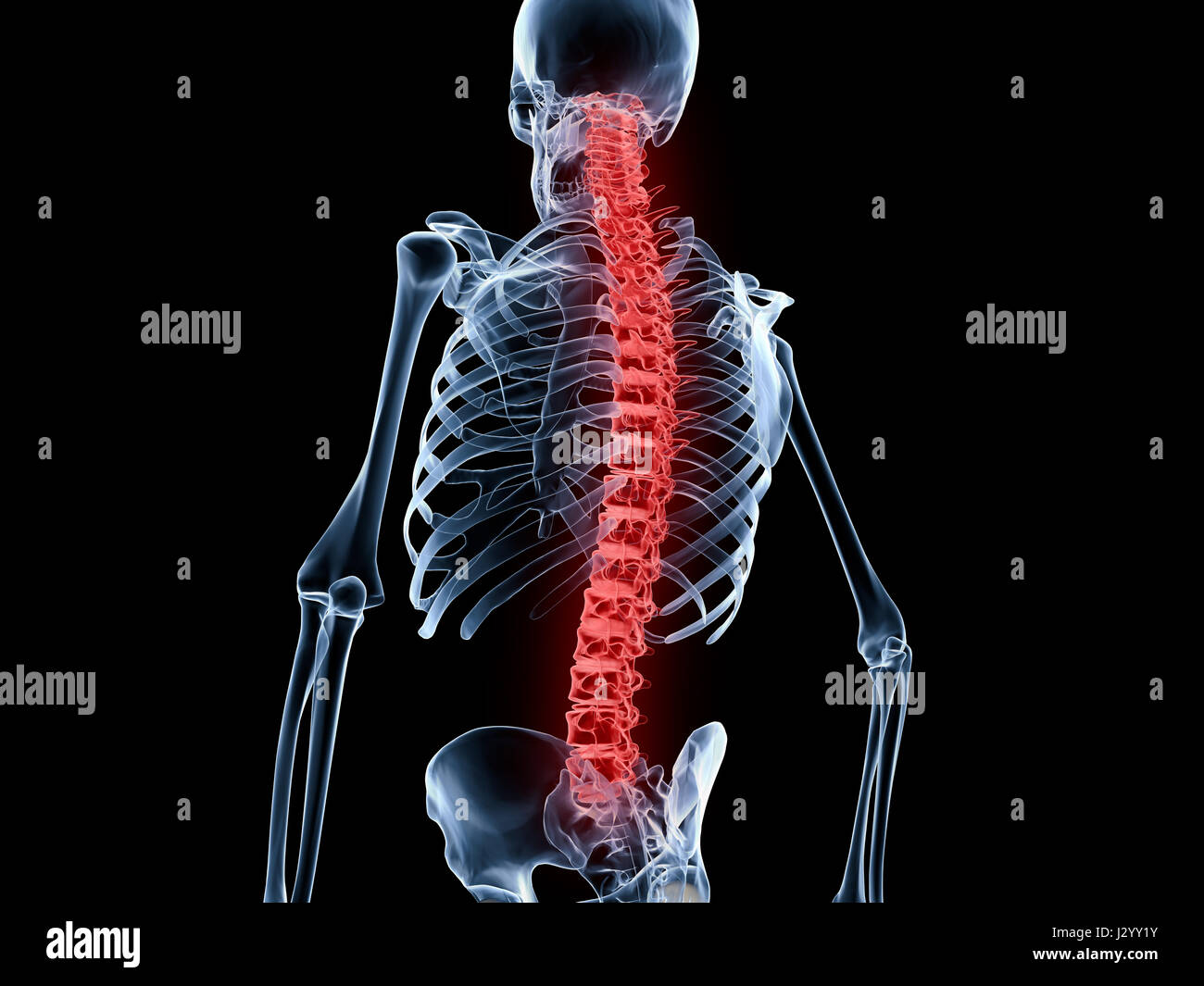 Red spine and vertebral column of a human skeleton Stock Photo