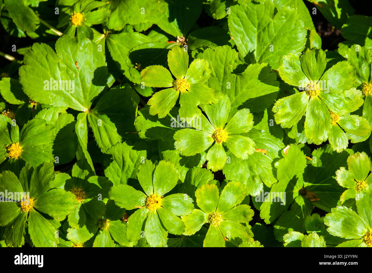 Hacquetia epipactis (Toothbrush / Toothbrush / Toothbrush) Stock Photo