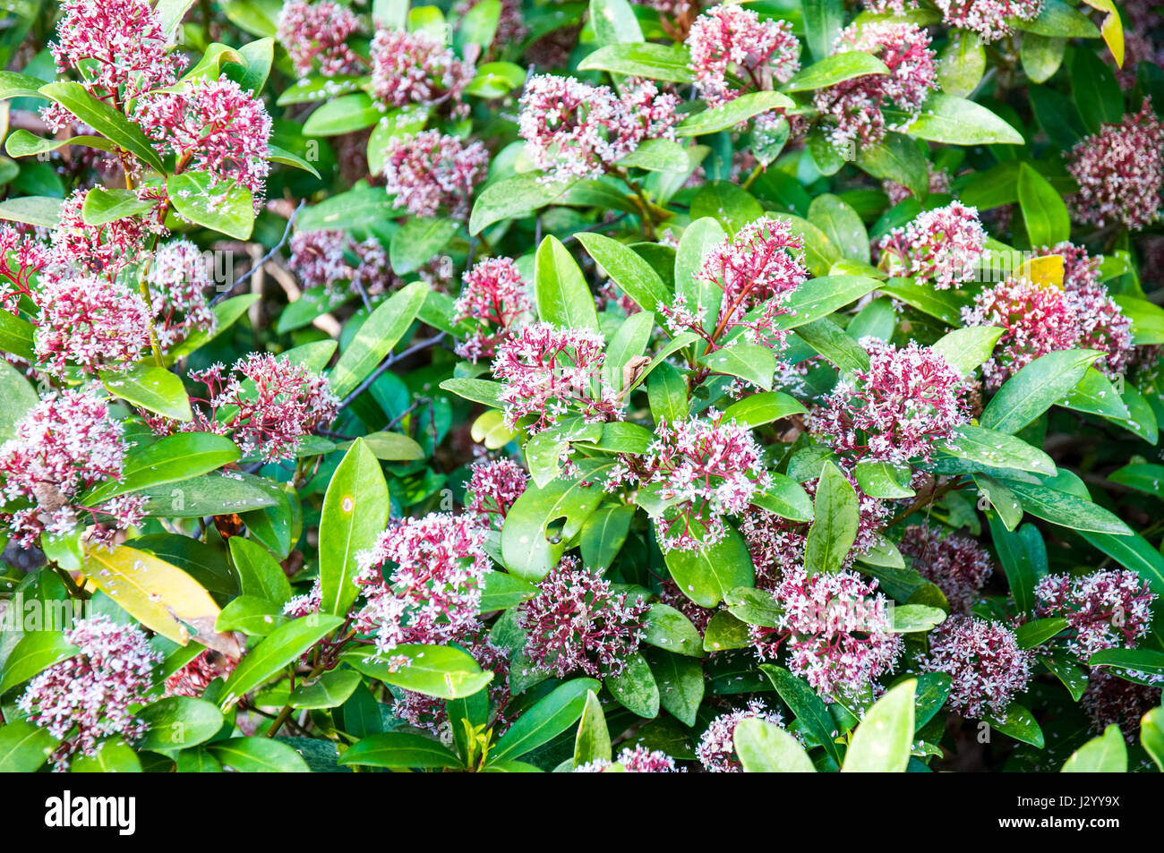 Skimmia japonica is a Japanese Skimmia, [1] is a species of flowering plants in the family Rutaceae, native to Japan, China and Southeast Asia Stock Photo
