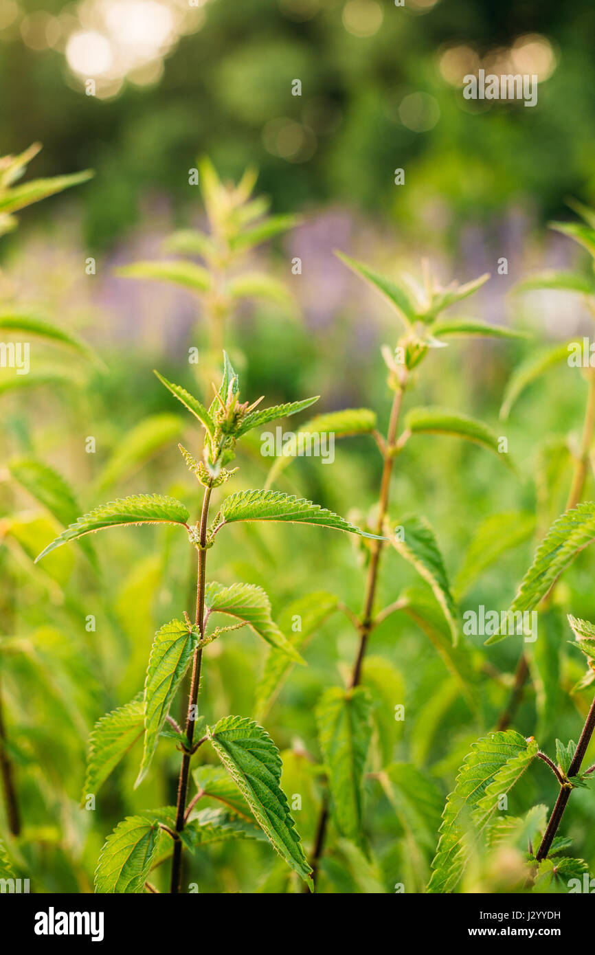 The Twigs Of Wild Plant Nettle Or Stinging Nettle Or Urtica Dioica In Summer Spring Meadow Field At Sunset Sunrise. Close Up. Stock Photo