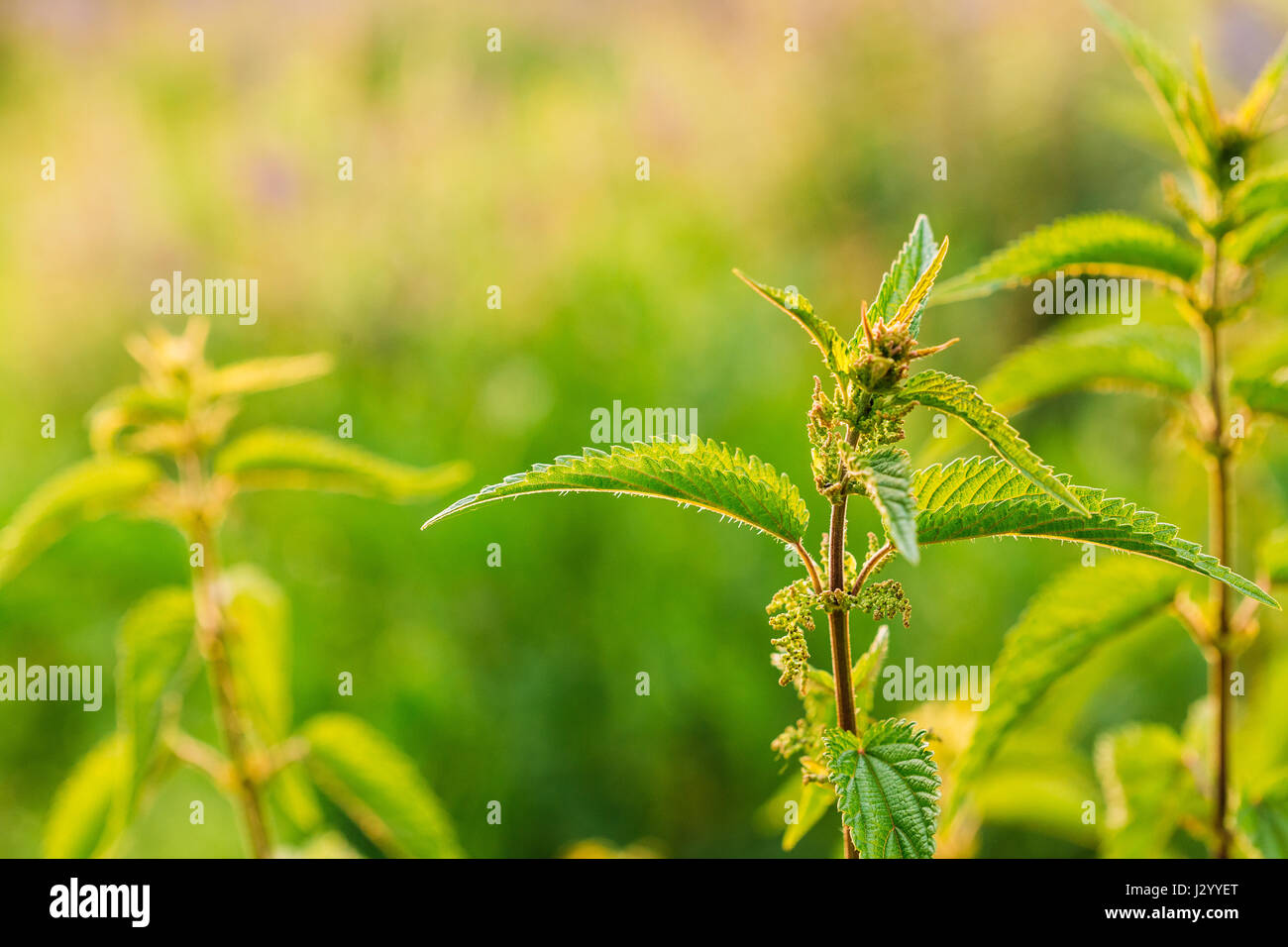 The Twig Of Wild Plant Nettle Or Stinging Nettle Or Urtica Dioica In Summer Spring Field At Sunset Sunrise. Close Up, Detail, At Green Background, Cop Stock Photo