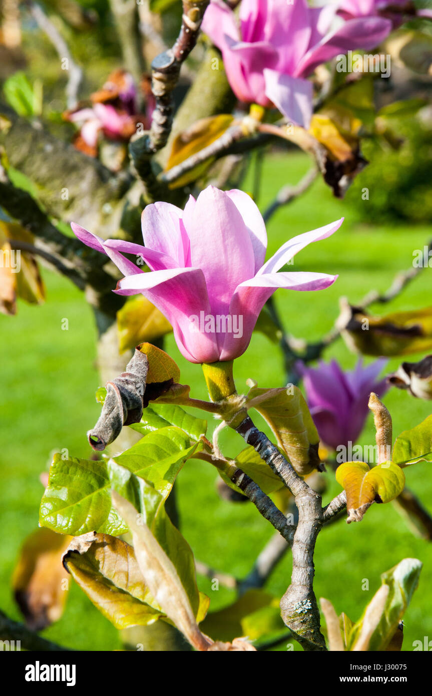 magnolia is an extensive genus with about 210 species of the family of the Magnoliaceae family. Rod is Latin named after French botanist Pierre Magnol Stock Photo