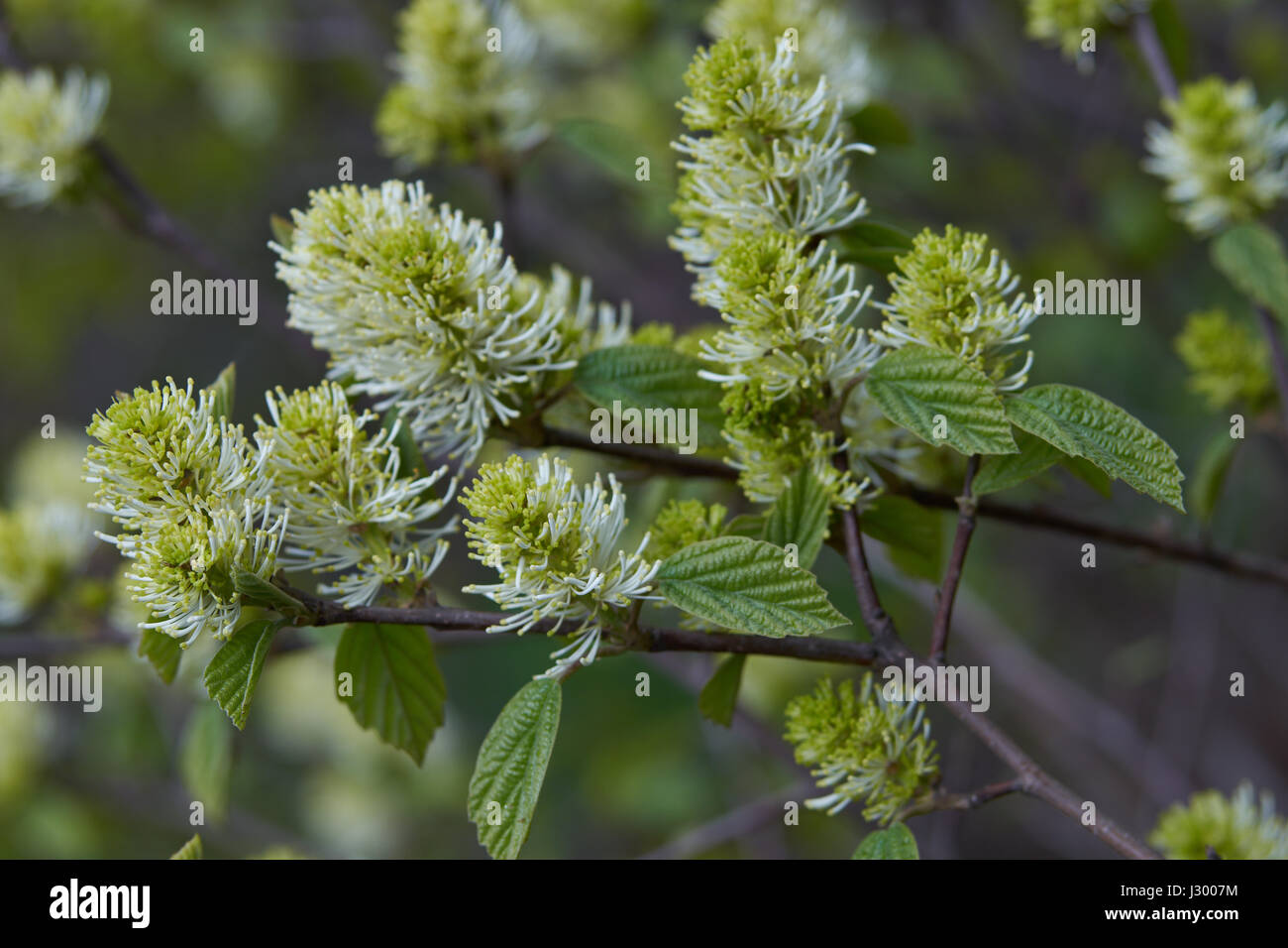 Fothergilla major blooming large witch alder blossom mountain witch ...