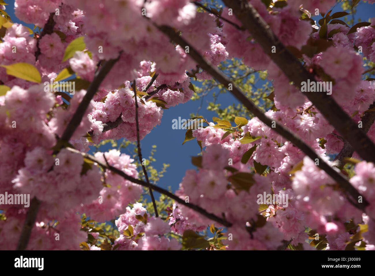 April in New York Stock Photo Alamy