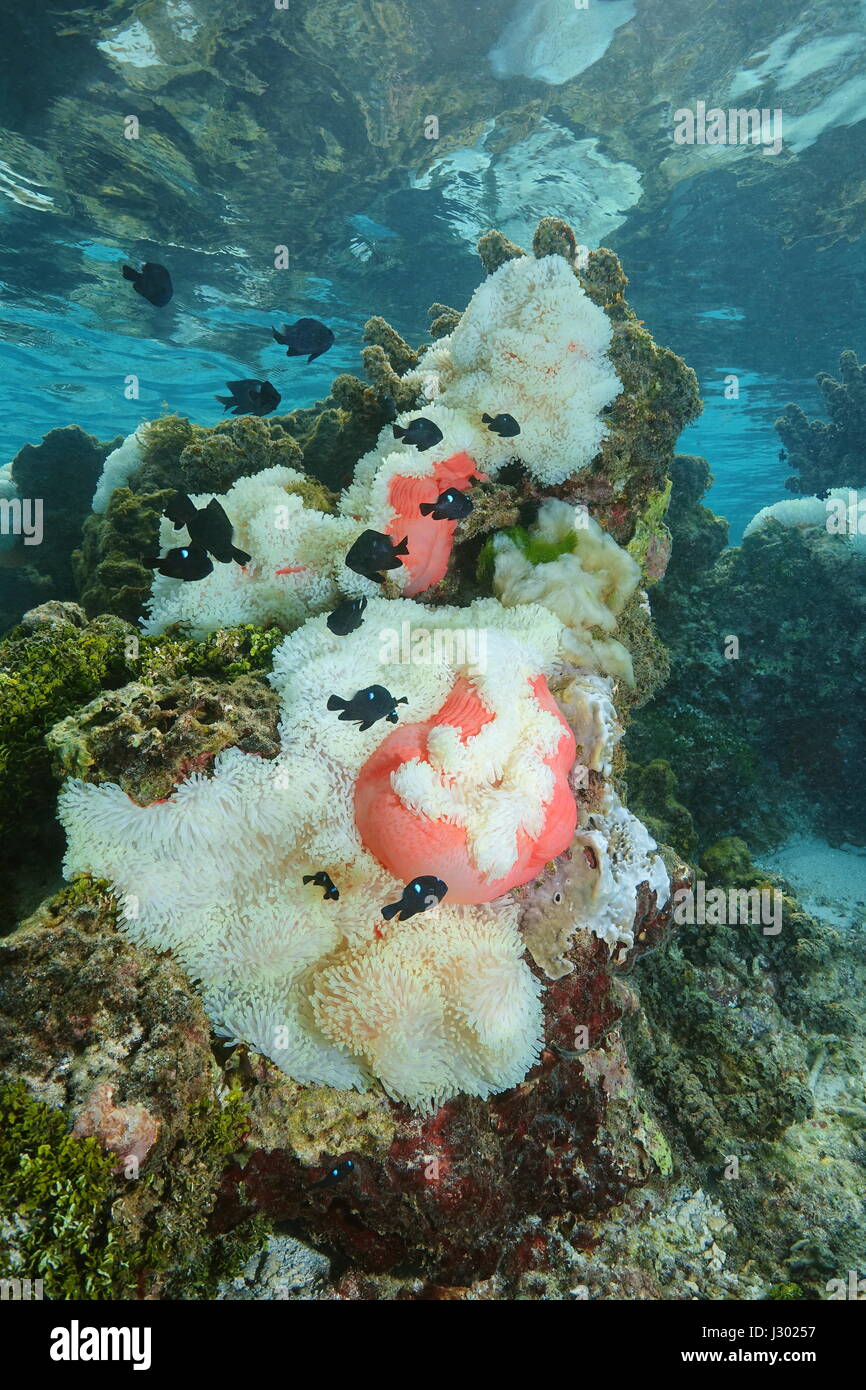 Magnificent sea anemones with tropical fish threespot dascyllus damselfish, underwater in the lagoon of Bora Bora, Pacific ocean, French Polynesia Stock Photo