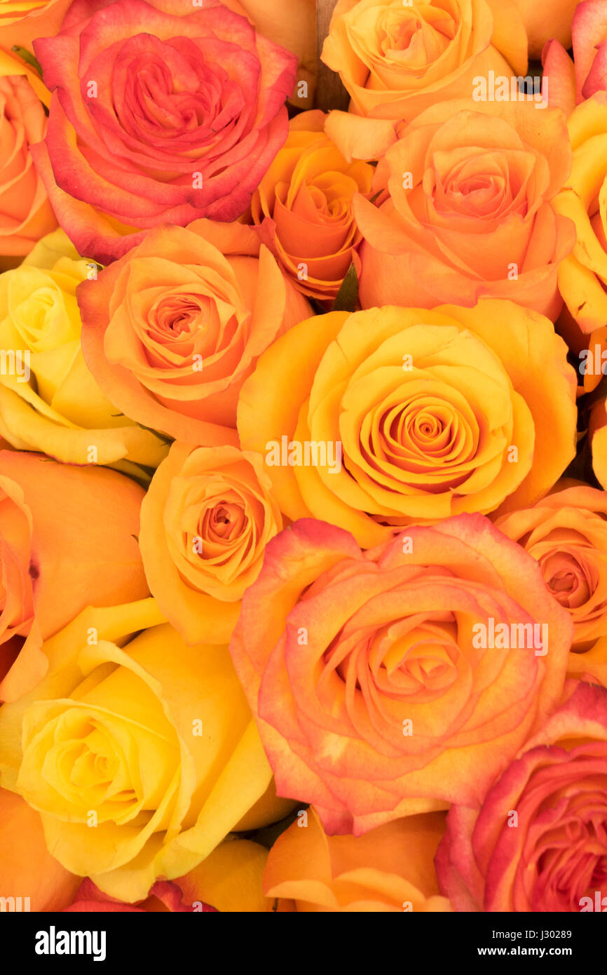 Roses for sale in Paris flower shop with labels displaying euros Stock