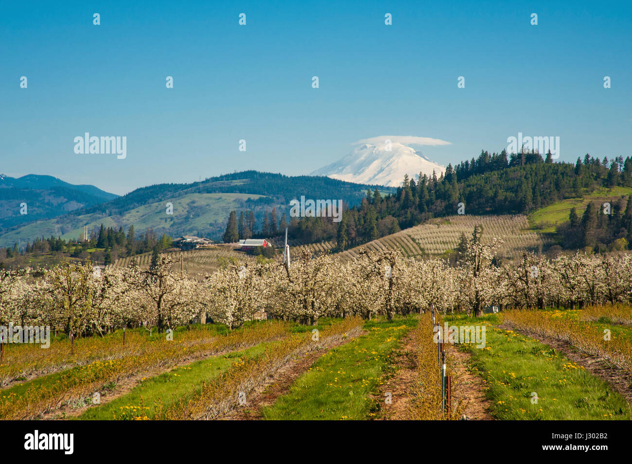 Blooming apple orchards and Mount Adams, Hood River Valley, Oregon