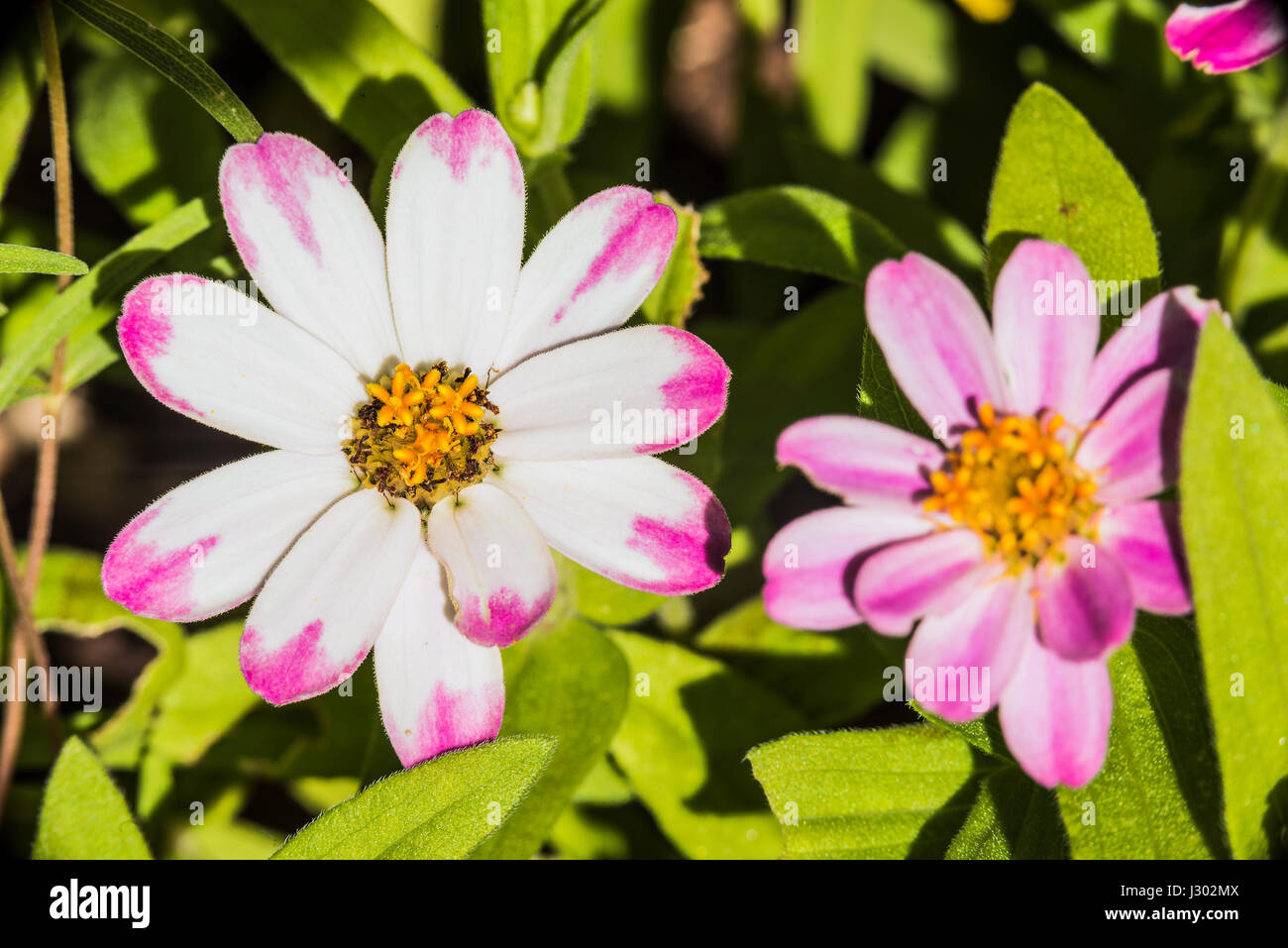 Macro closeup of white and pink daisy flowers in colorful garden Stock Photo