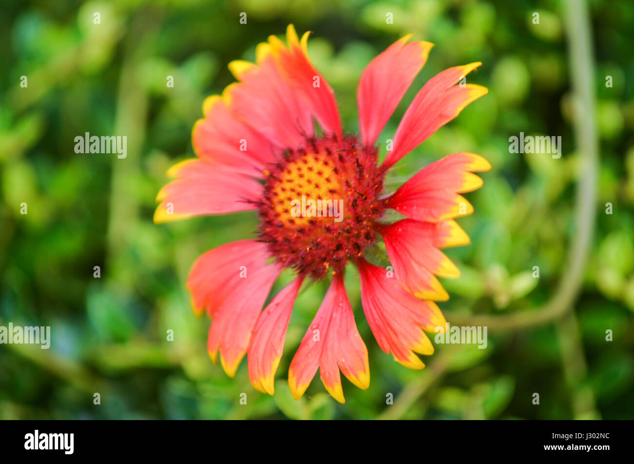Macro closeup of one beautiful and multicolored Indian/Goblin Blanket Flower Stock Photo