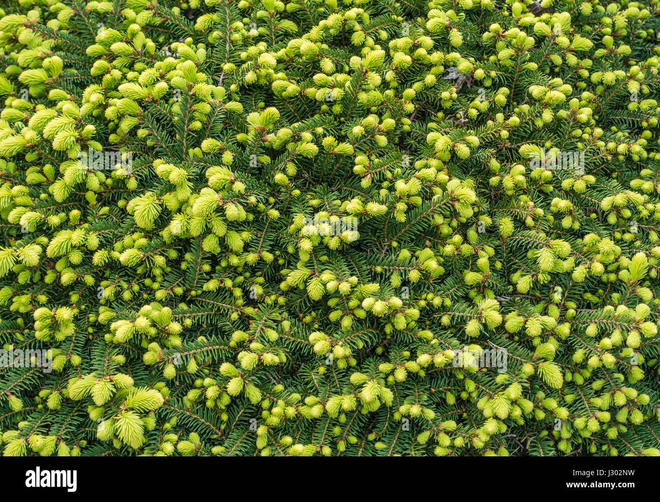 Shrub background hi-res stock photography and images - Alamy