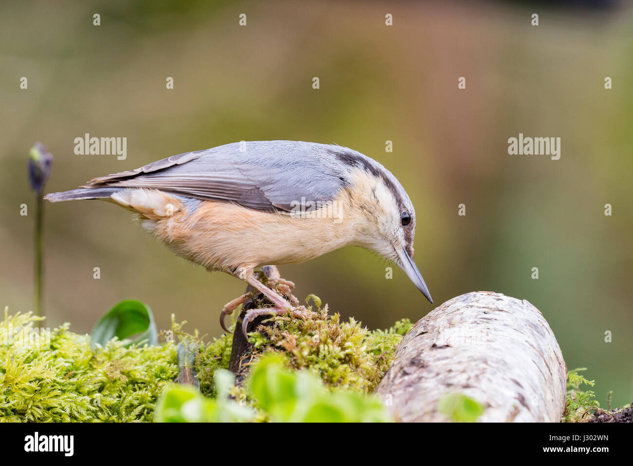 A nuthatch in full spring plumage in rural mid Wales. Stock Photo