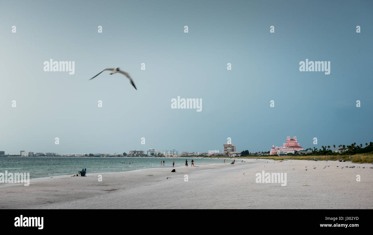 A bird flying in a beautiful white sand beach with Don CeSar Hotel in a distance. Stock Photo