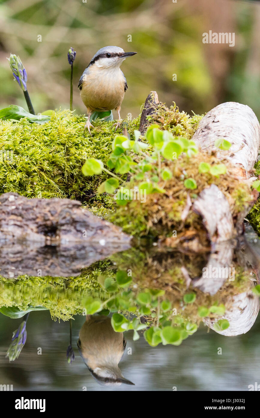 A nuthatch in full spring plumage in rural mid Wales. Stock Photo