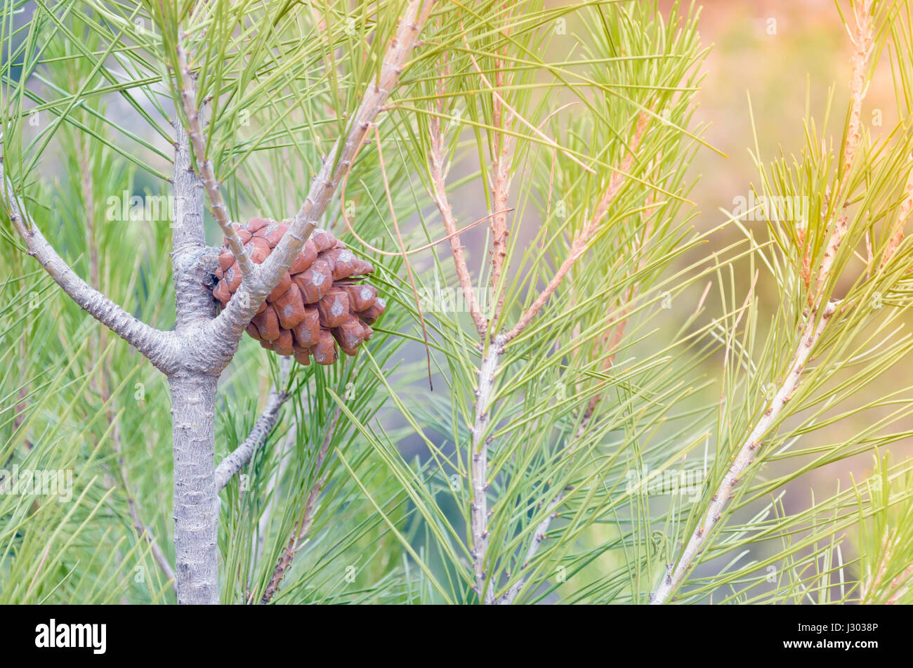 Pine cone of - Stone pine (the botanical name is Pinus Pinea) -. Rounded woody fruit of a pine tree with seeds inside (edible pine nuts). Stock Photo