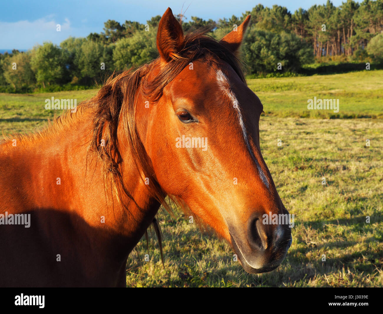 View of a brown horse in a green field Stock Photo - Alamy