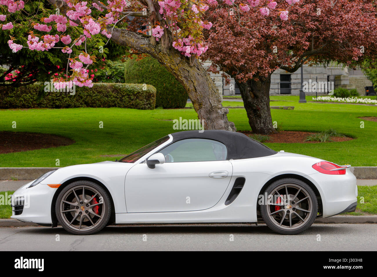 Porsche 911 Cabriolet car and Japanese Cherry blossoms in Spring-Victoria, British Columbia, Canada. Stock Photo