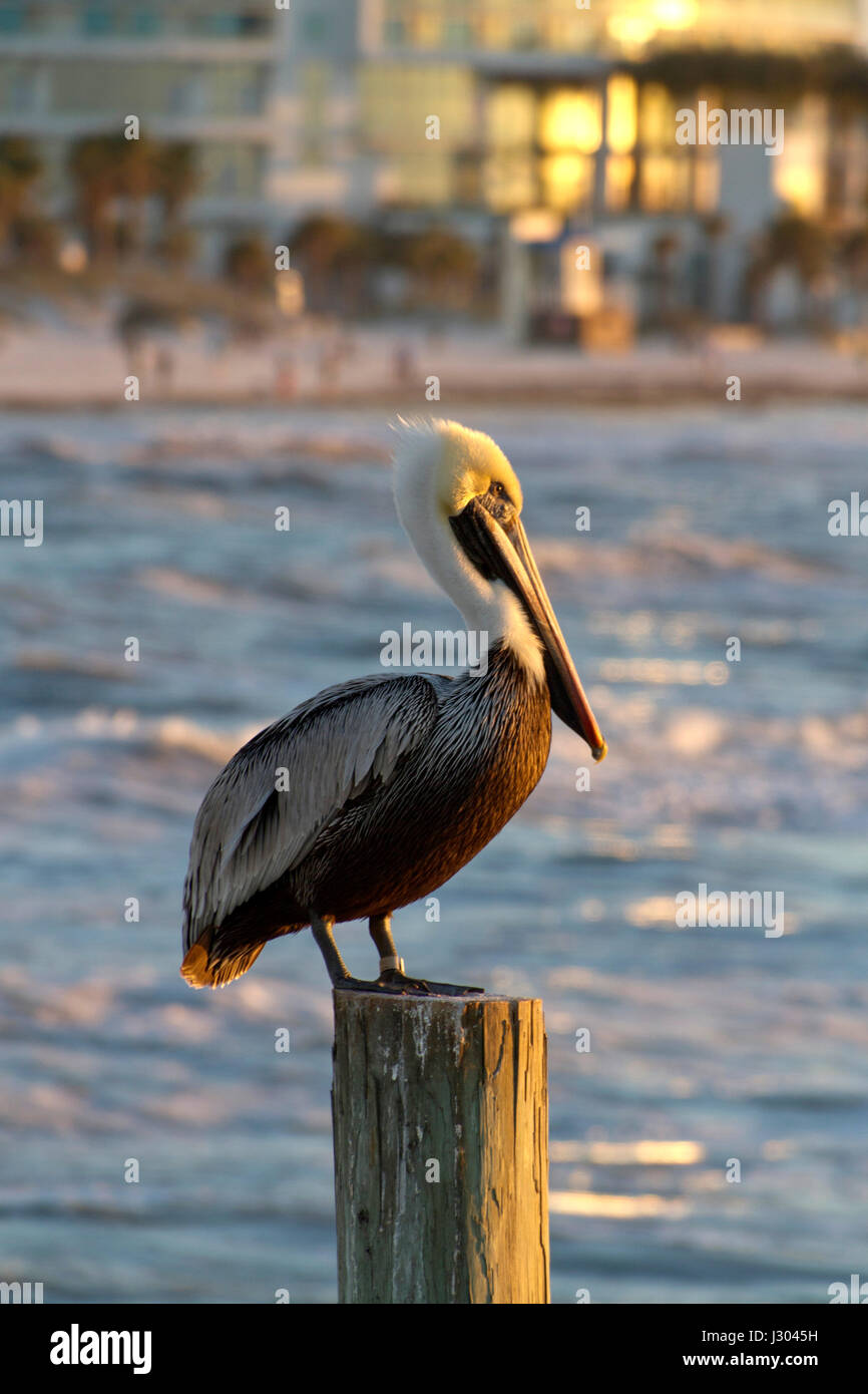 A pelican standing sentry on a post offshore in the water of the Gulf of Mexico with colorful Clearwater Beach, Florida, blurred in the background Stock Photo