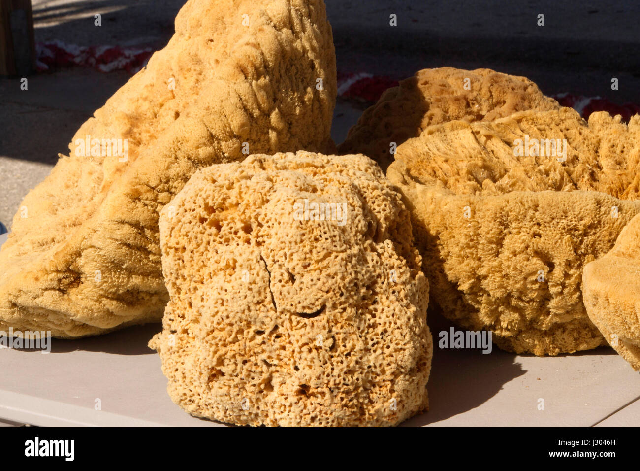 Natural sea sponges, multicellular parazoan organisms with porous bodies filled with channels that enable water to circulate through them making them  Stock Photo