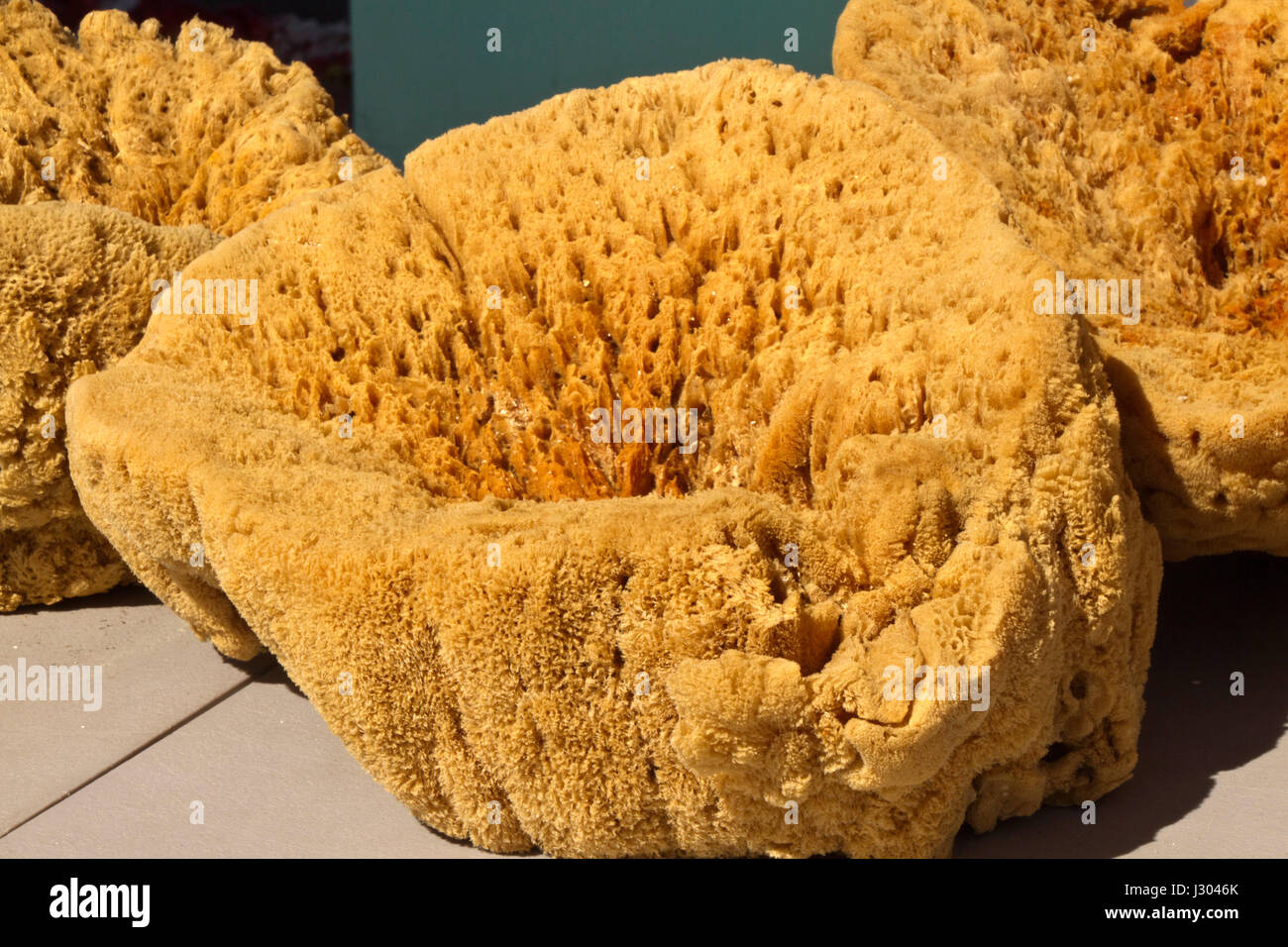 Close up of natural sea sponges, multicellular parazoan organisms with porous bodies filled with channels that enable water to circulate through them  Stock Photo