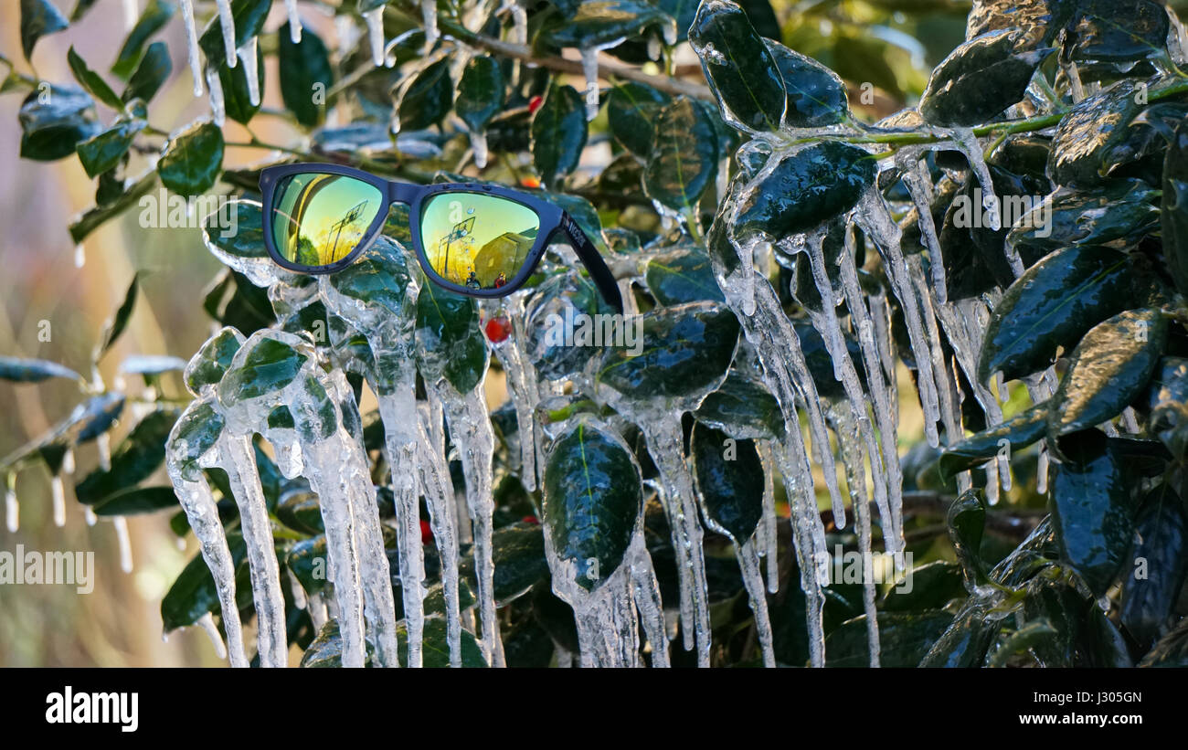 Captured this entire bush freezing over and it made for one cool looking photo. Stock Photo