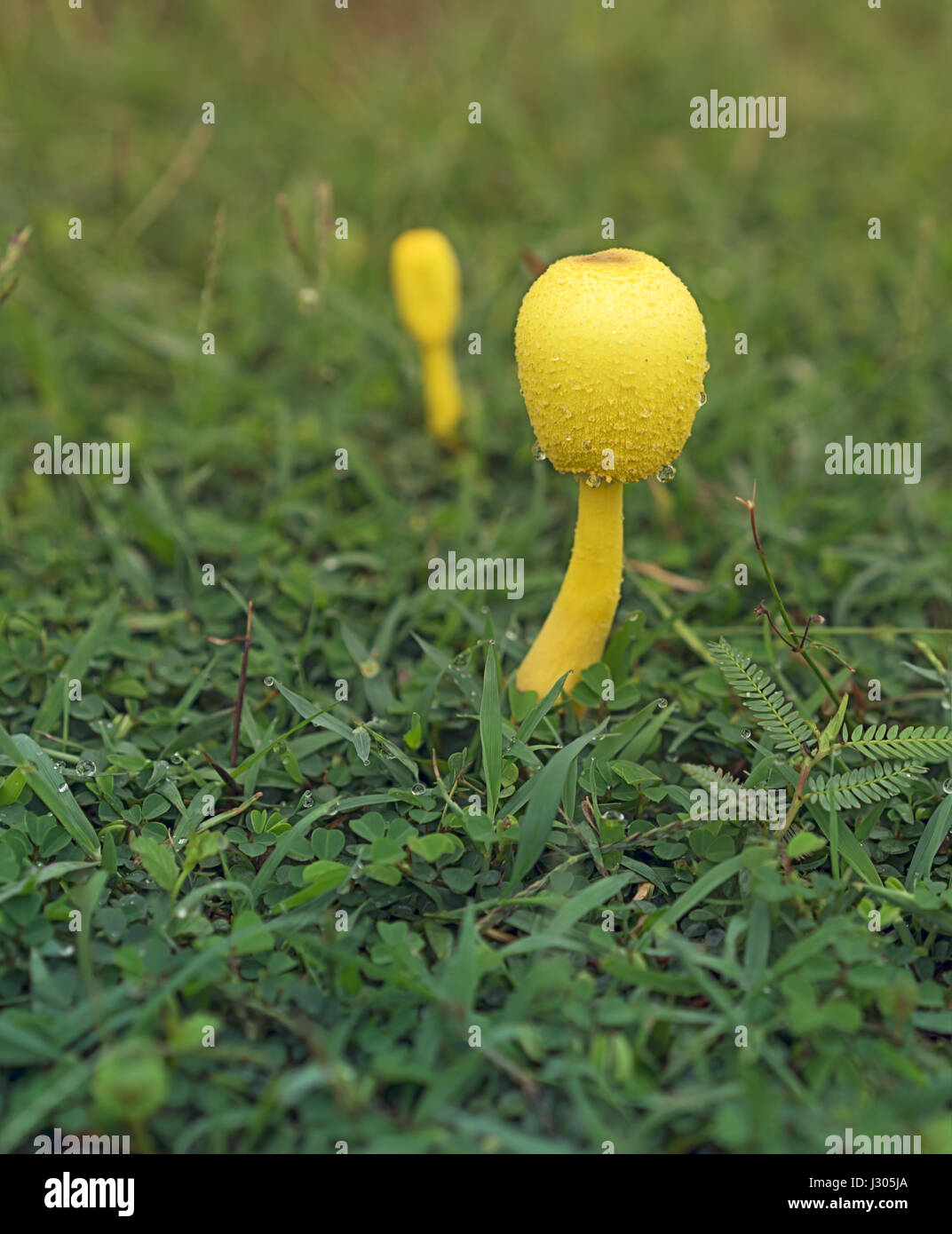 Poisonous yellow Mushroom Leucocoprinus birnbaumii, a flowerpot mushroom fungi growing in grass after rain Stock Photo