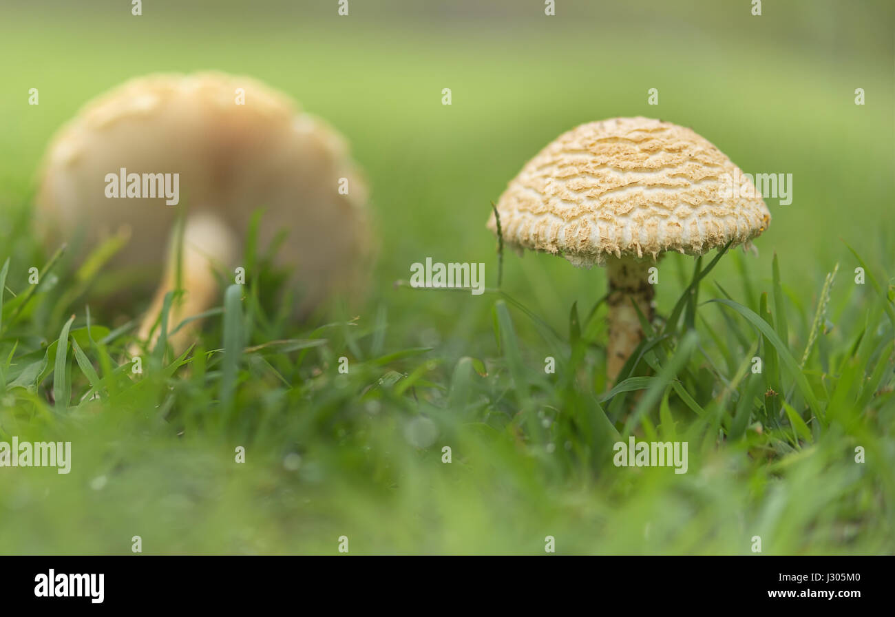 Fresh live mushrooms emerging in lush green wet grass in an Australian