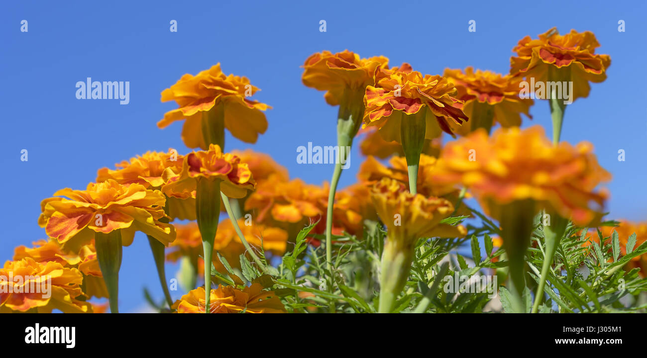 Bright golden colorful French marigolds with green foliage against blue sky Autumn panorama Stock Photo