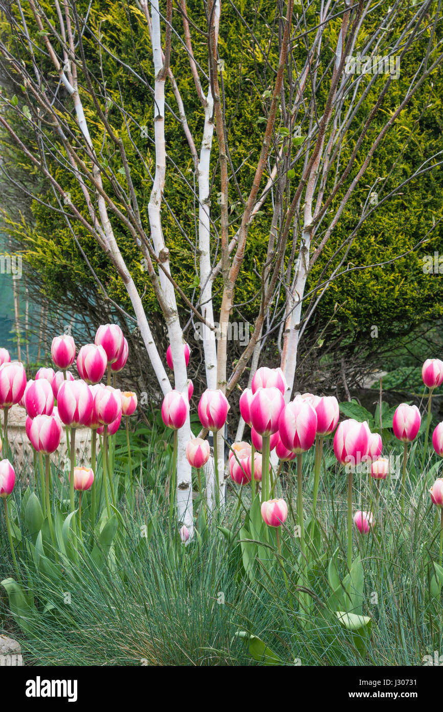 Pink and white tulips growing with Festuca glauca 'Elijah Blue' grass and Betula jacquemontii birch Stock Photo