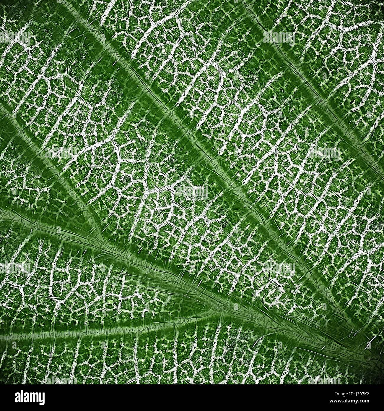 Microscope image of a leaf of Common Hazel Stock Photo