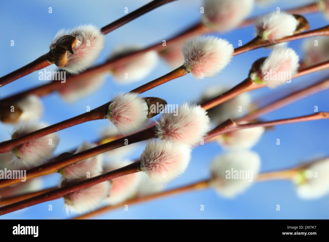 Catkins of Tea-Leaved Willow ( Salix phylicifolia) Stock Photo