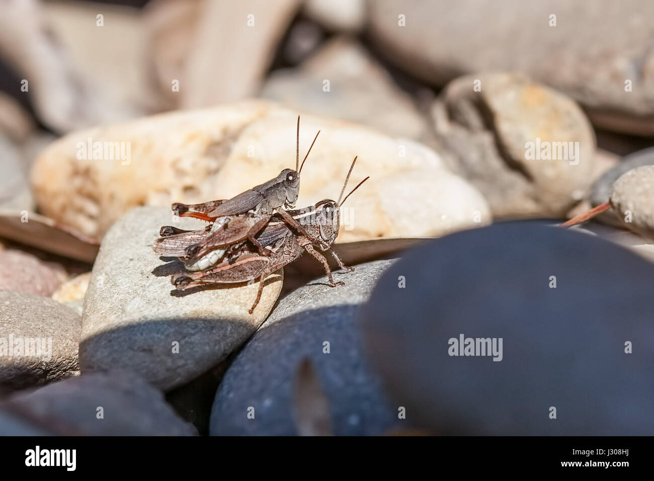 Two crickets mating on pebbles. Closeup macro shot. Stock Photo