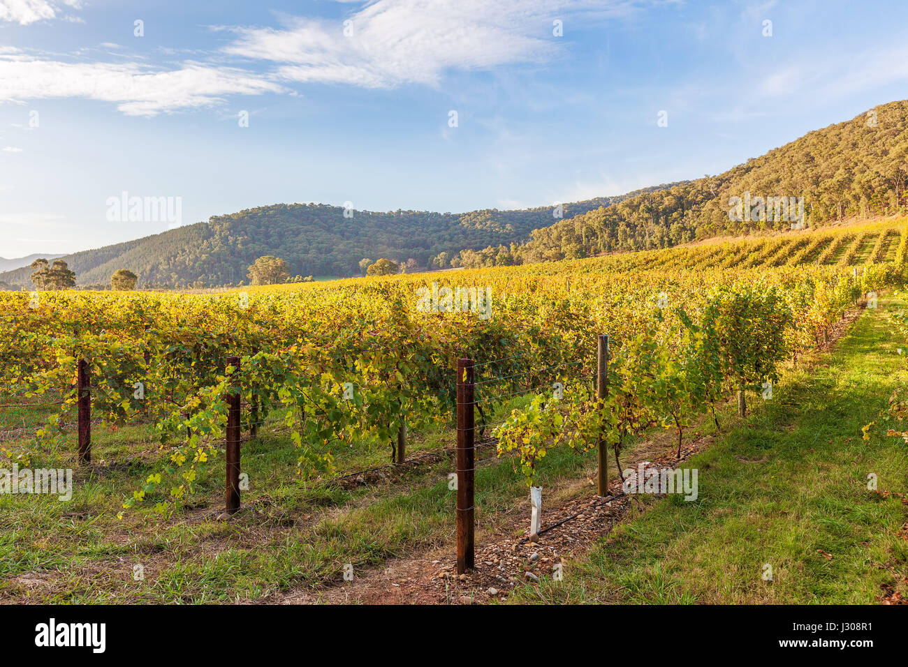 Beautiful vineyard at sunset. Autumn in Australia Stock Photo Alamy