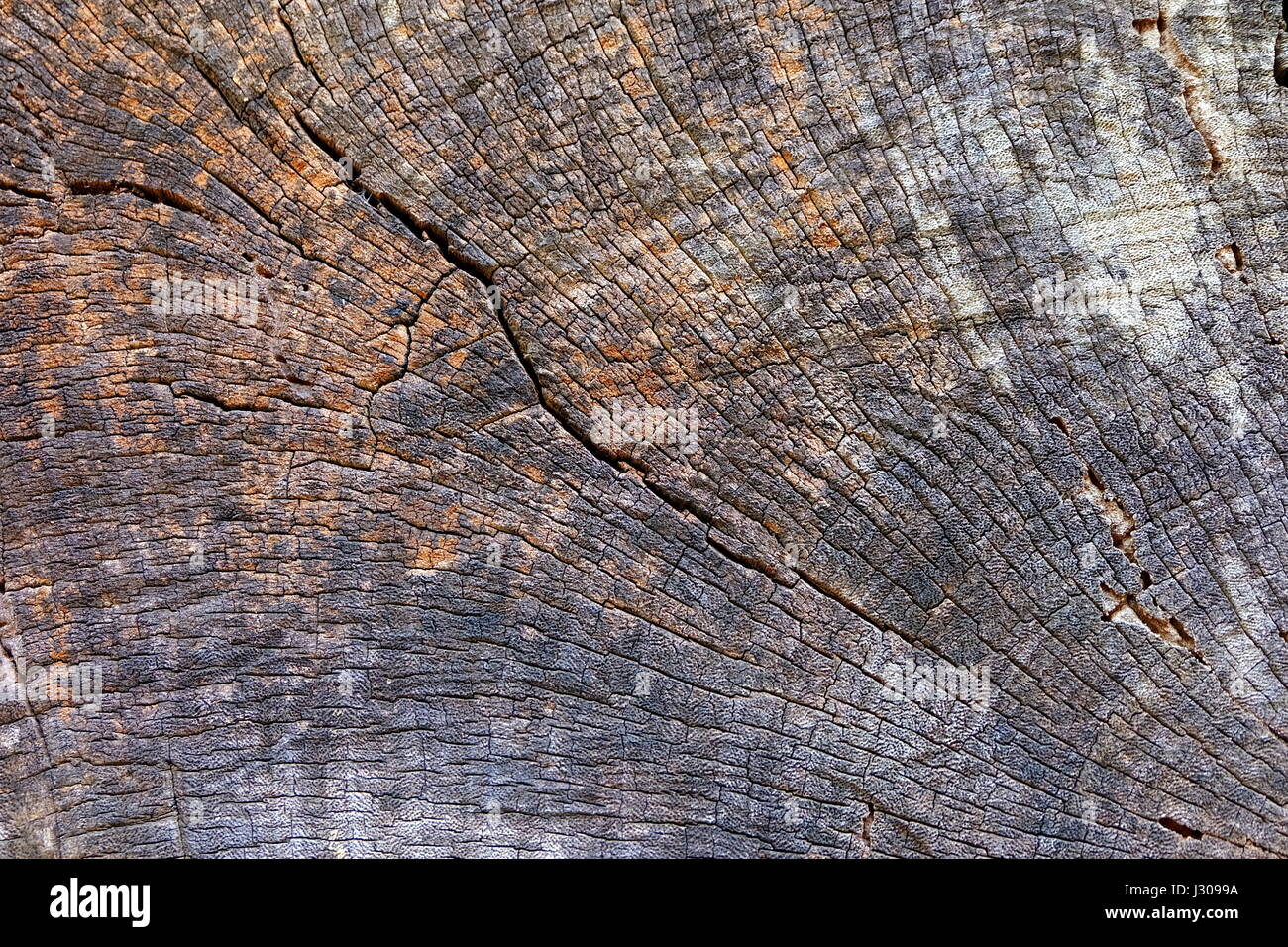 Wood Stump Background Stock Photo - Alamy