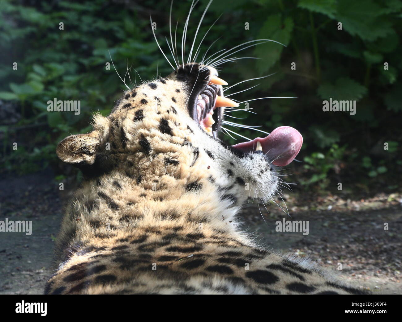 Growling Amur or Far Eastern Leopard (Panthera pardus orientalis). Found in eastern Siberia and Northeast China Stock Photo
