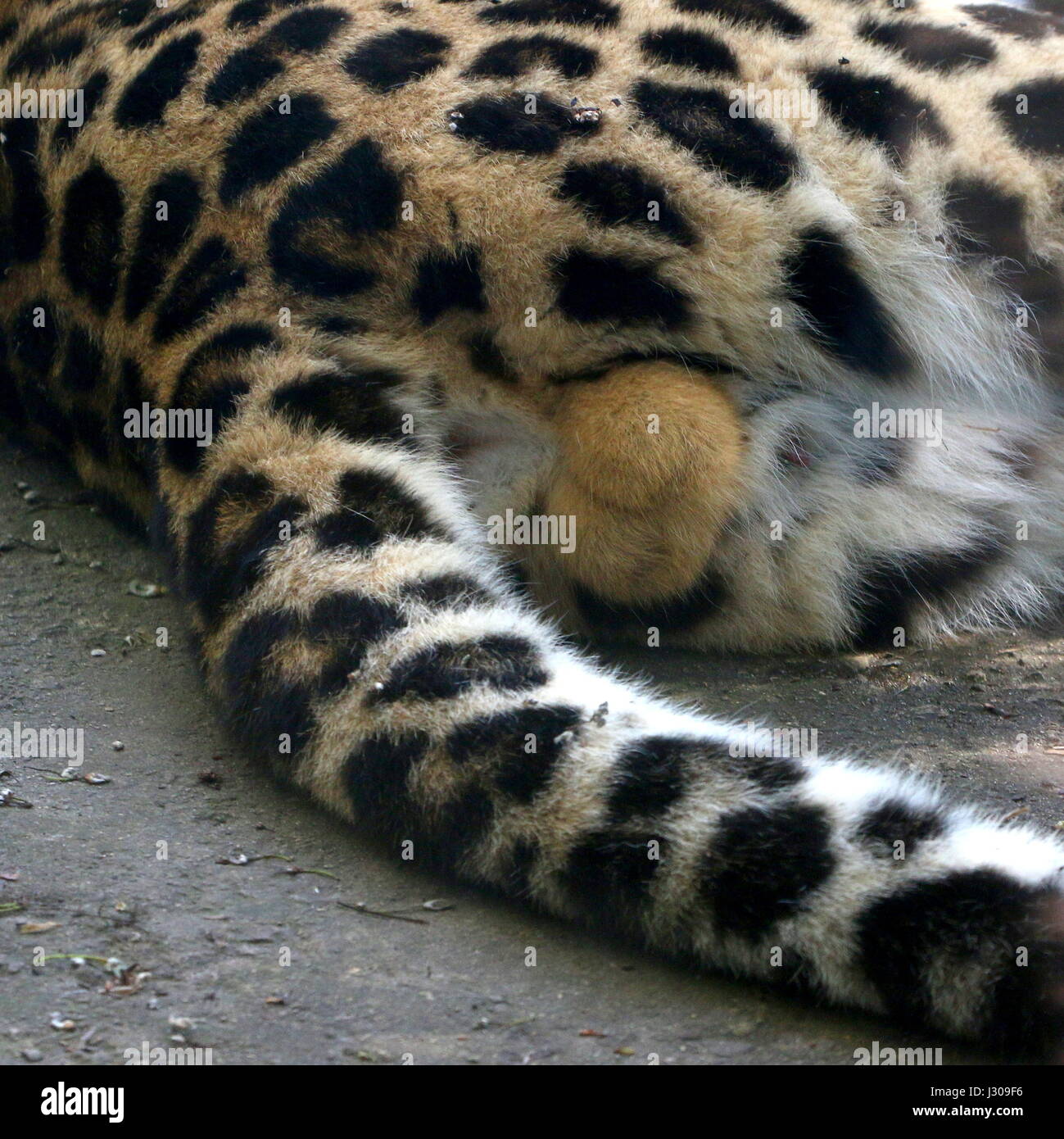 Closeup of the testicles of a male Amur or Far Eastern Leopard (Panthera pardus orientalis. (Critically endangered species) Stock Photo