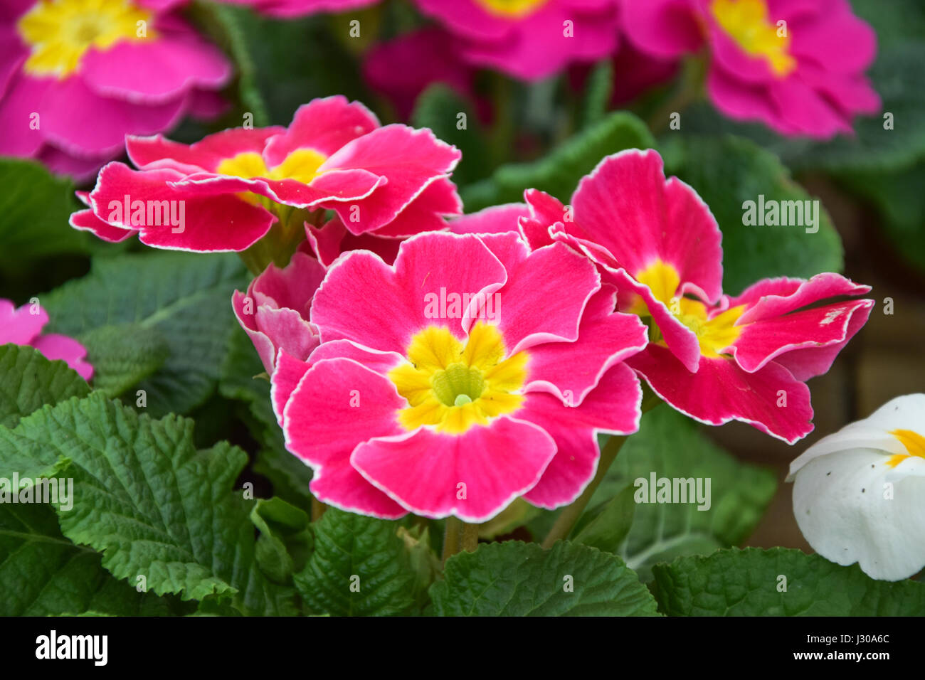 pink primrose flower, primula cultivar Stock Photo