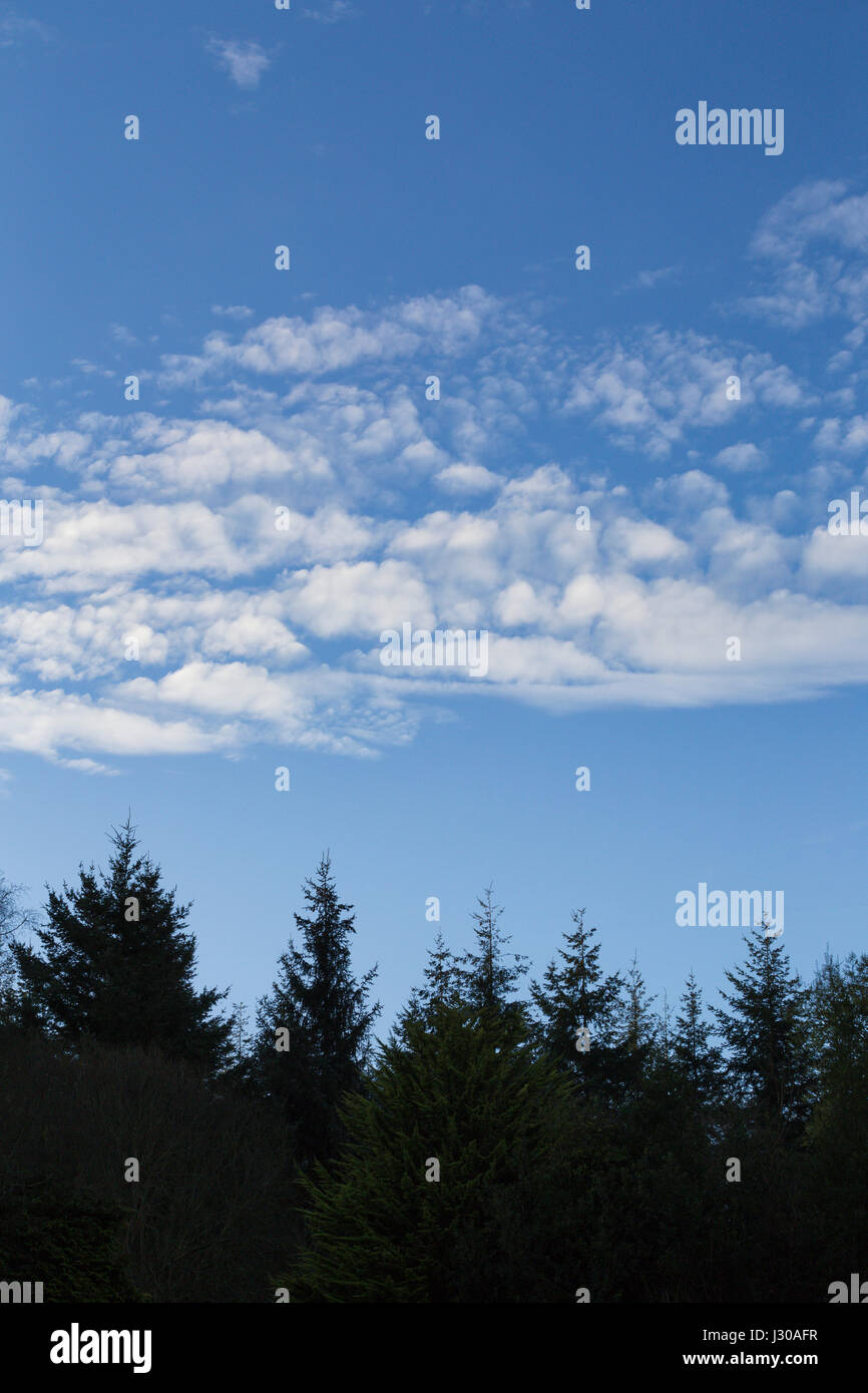 Band of clouds above the tree line Stock Photo