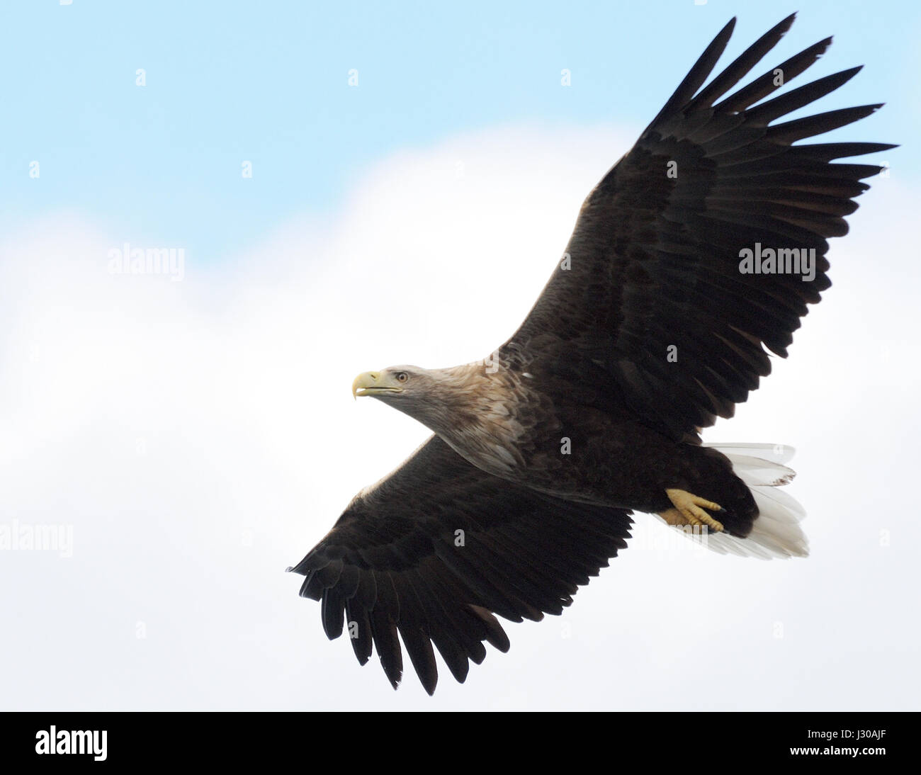 A White Tailed Sea Eagle (Haliaeetus albicilla) flies above a tourist boat. Raftsundet, Hadsel and Vågan, Nordland, Norway. Stock Photo
