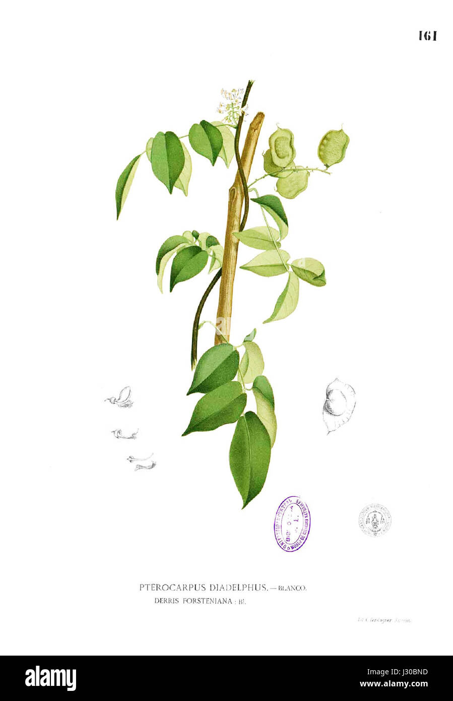 Aganope thyrsiflora Blanco1.161 Stock Photo