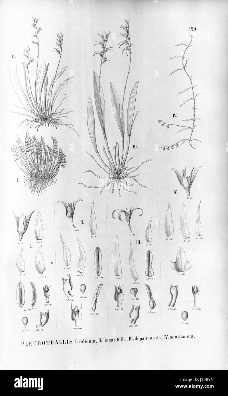 Anathallis linearifolia (as Pleurothallis rigidula, linearifolia, depauperata) - Specklinia spiculifera (as Pleurothallis acutissima) - Fl.Br.3-4-120 Stock Photo