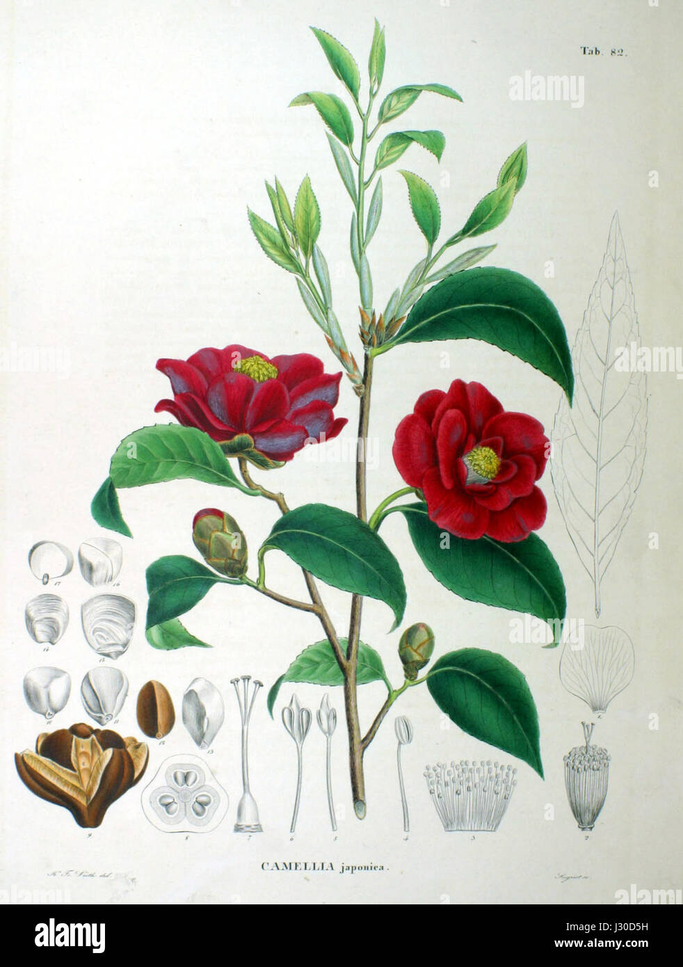 Camellia japonica variety hi-res stock photography and images - Alamy