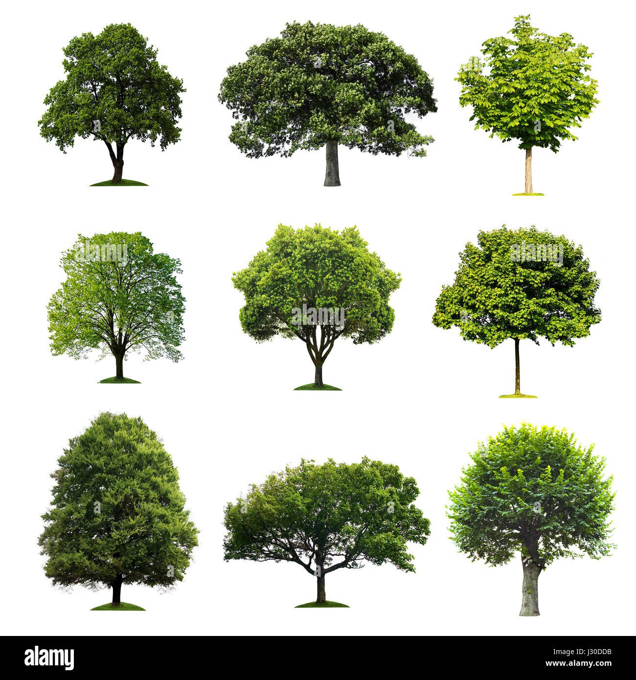 Tree Trees Woods Forest Cut Out Stock Images Pictures Alamy Tree Trees Woods Forest Cut Out Stock Images Pictures Alamy
