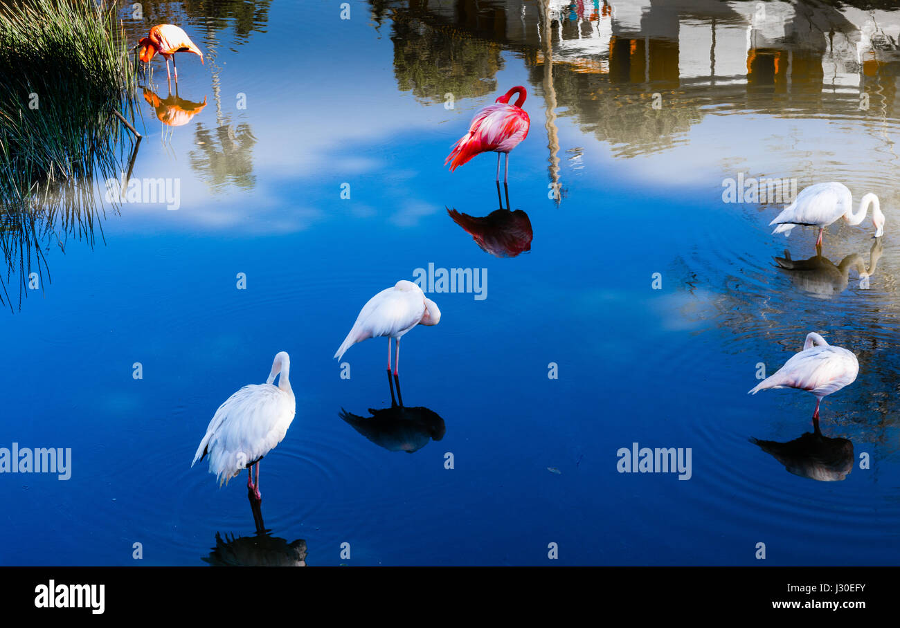 Las terrazas hi-res stock photography and images - Alamy