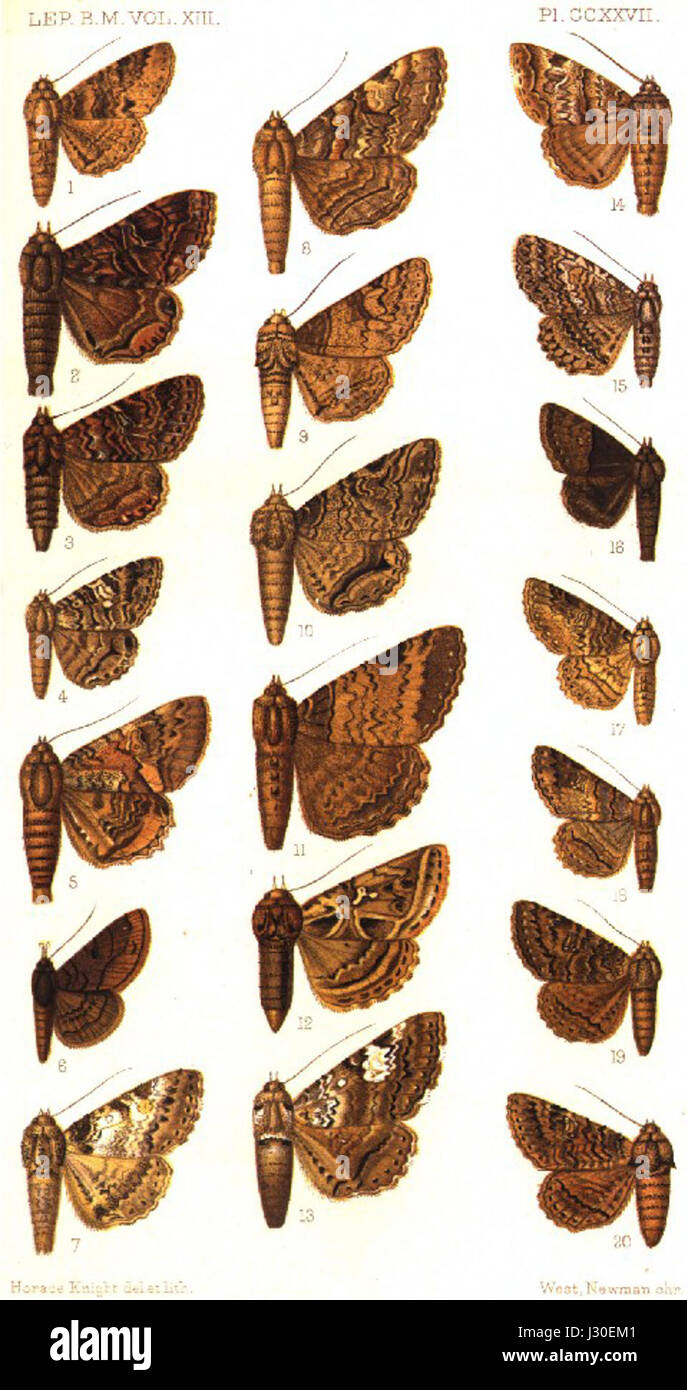 The 'CatalogueBMPlate CCXXVII' is a detailed catalog entry featuring