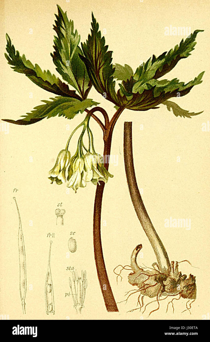Cardamine enneaphyllos Atlas Alpenflora Stock Photo
