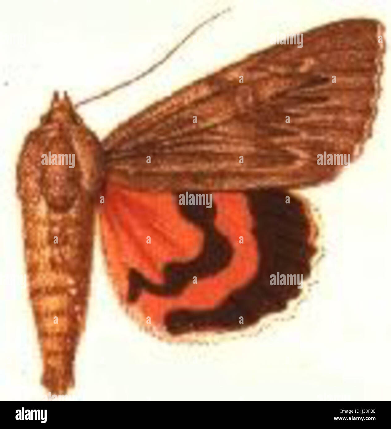 Herodias painting hires stock photography and images Alamy