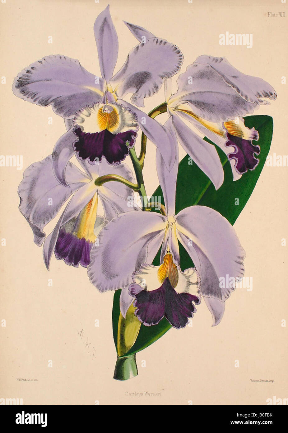 Cattleya warneri - Warner, Williams - Select orch. plants 1, pl. 8 (1862-1865) Stock Photo
