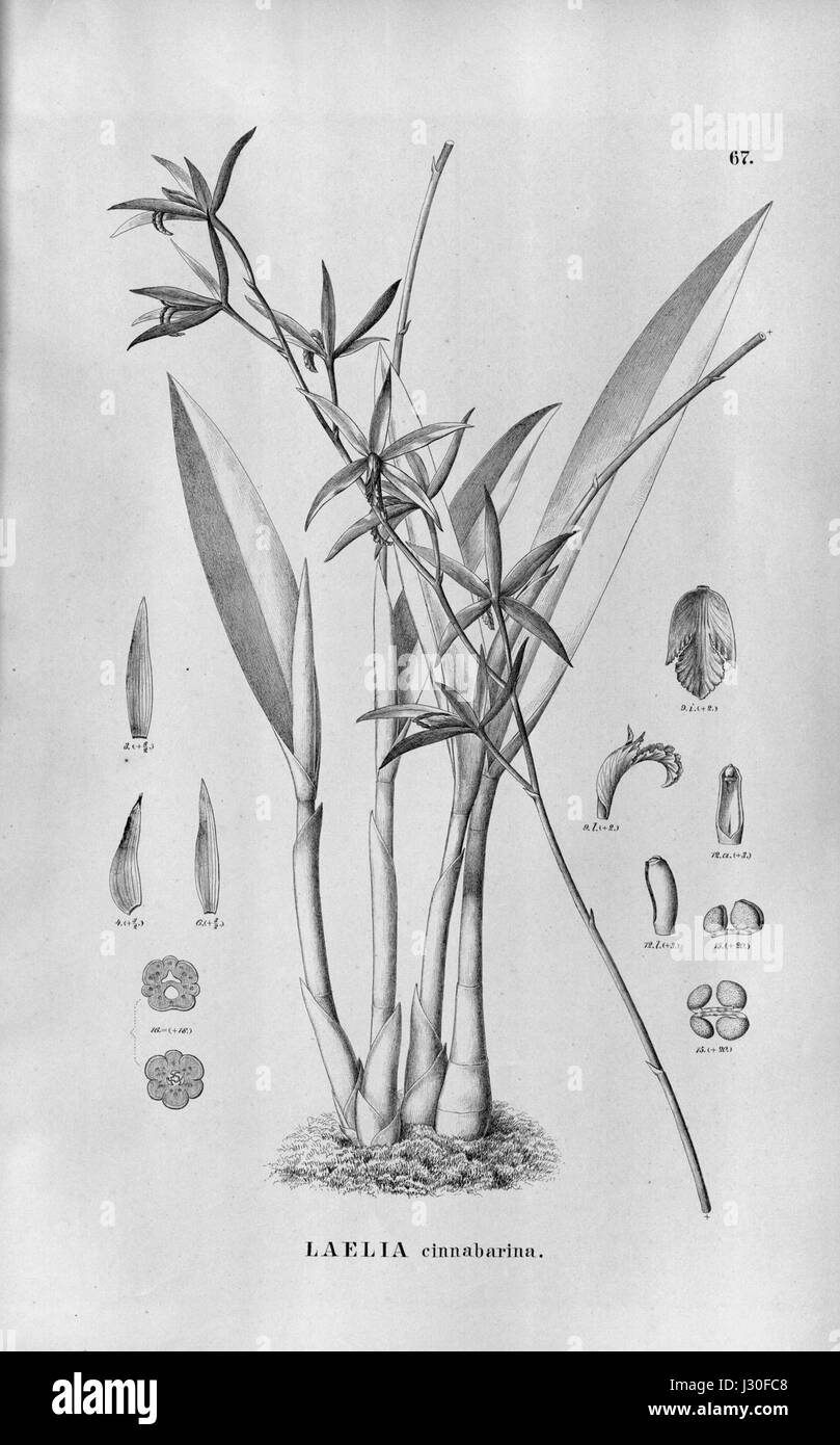 Cattleya cinnabarina (as Laelia cinnabarina) - Fl.Br.3-5-067 Stock Photo