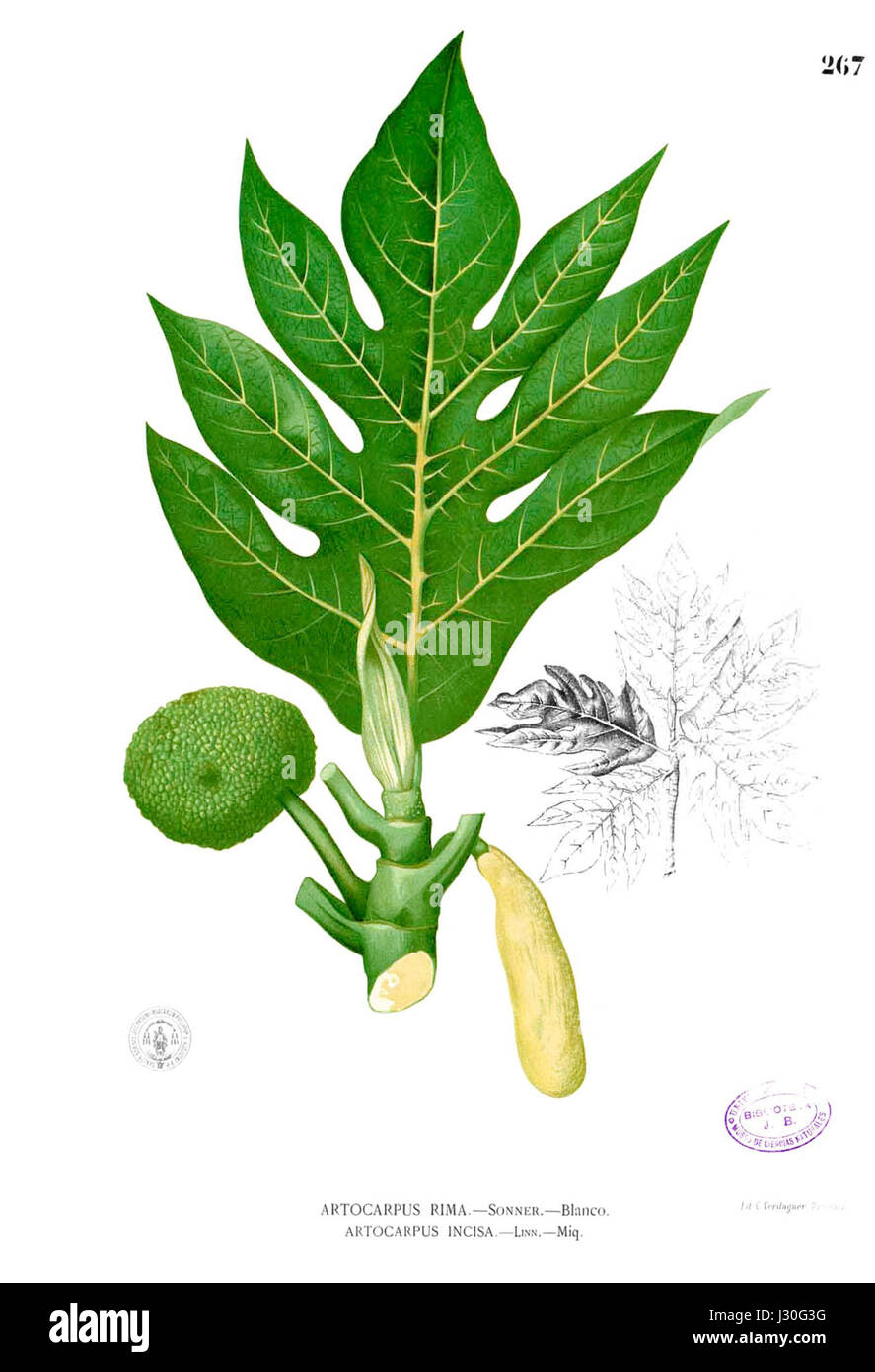 Artocarpus incisus Blanco2.267 Stock Photo