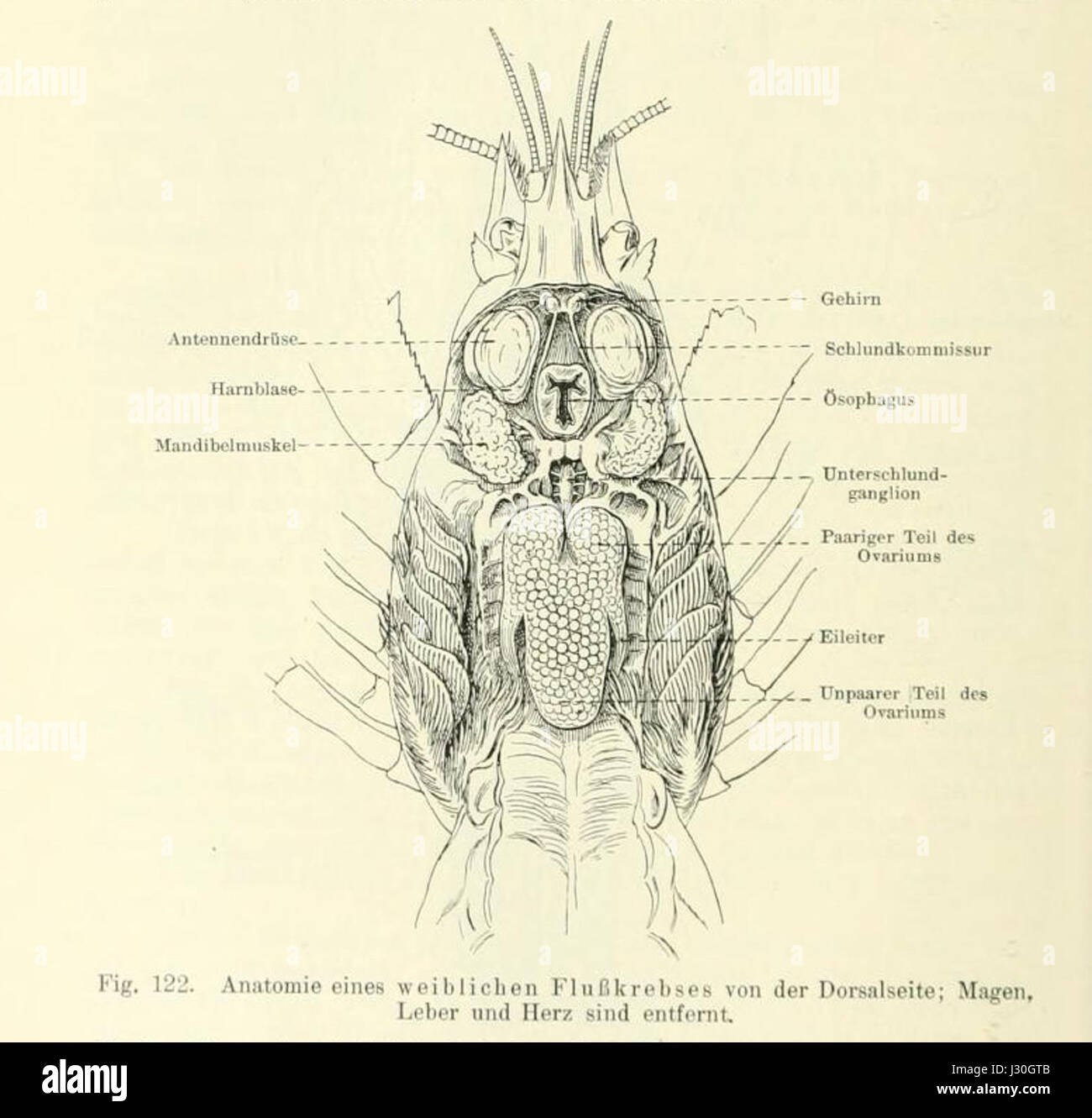 Anatomy vintage map hi-res stock photography and images - Alamy